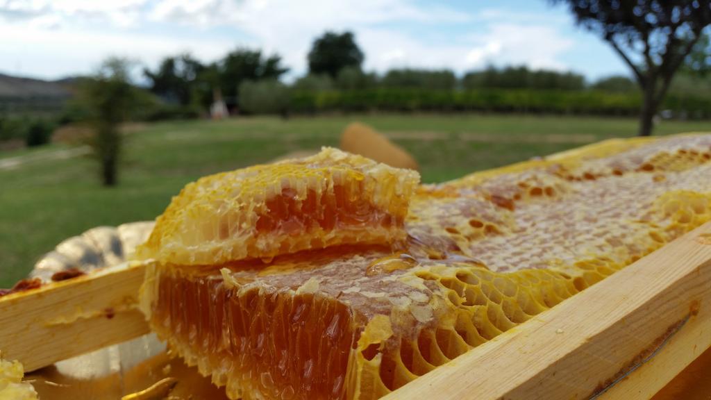 I Sicomori - Seme Di Carota - Glamping E Appartamenti Con Piscina A Saturnia Exterior foto